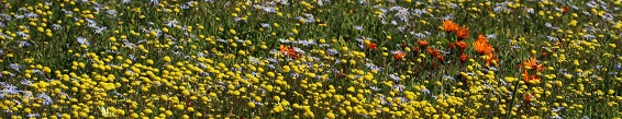 West coast wildflowers